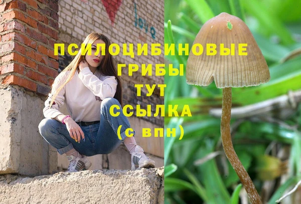 прущие грибы Балахна